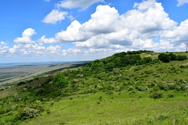 Вишневая поляна