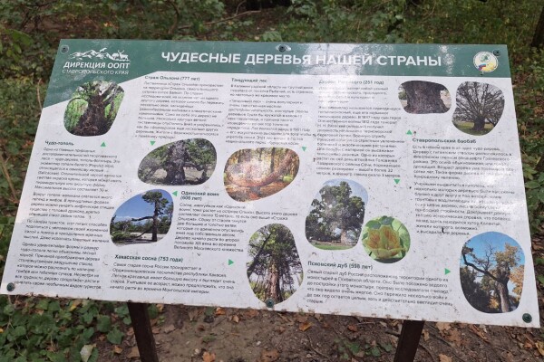 Чудо-тополь